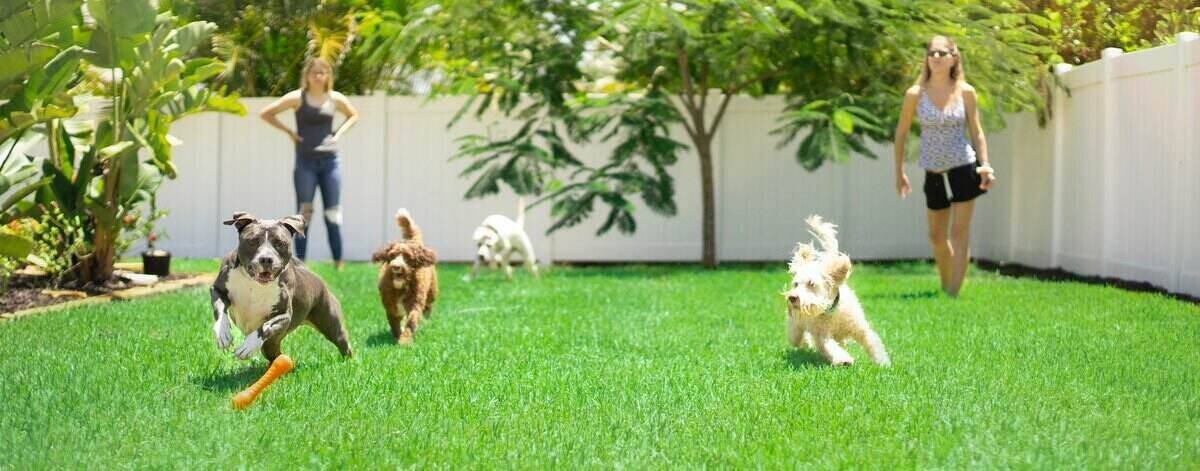 Tech cleaning yard with dogs