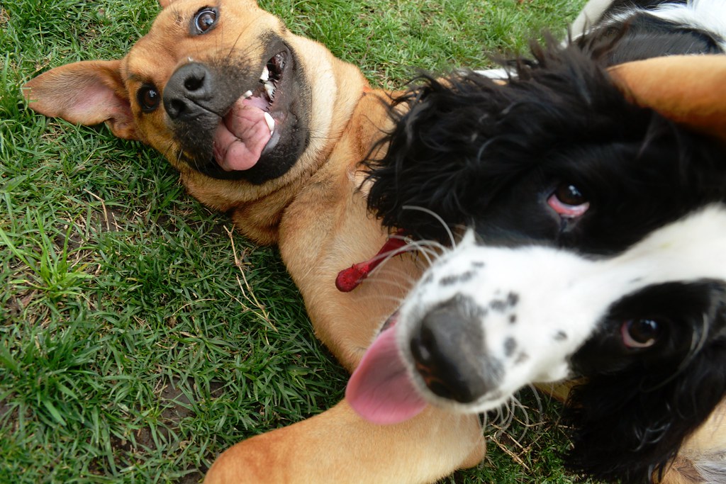 Two dogs in backyard