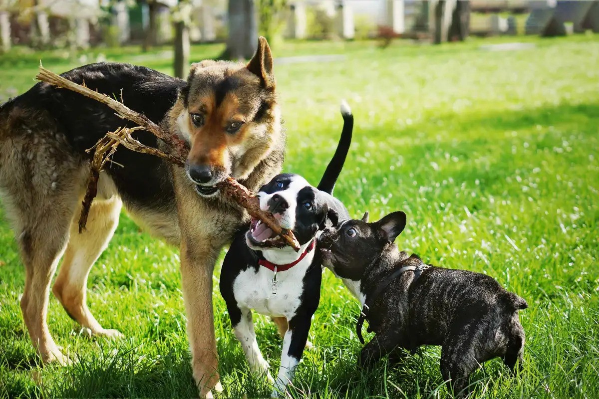 Multiple dogs in yard