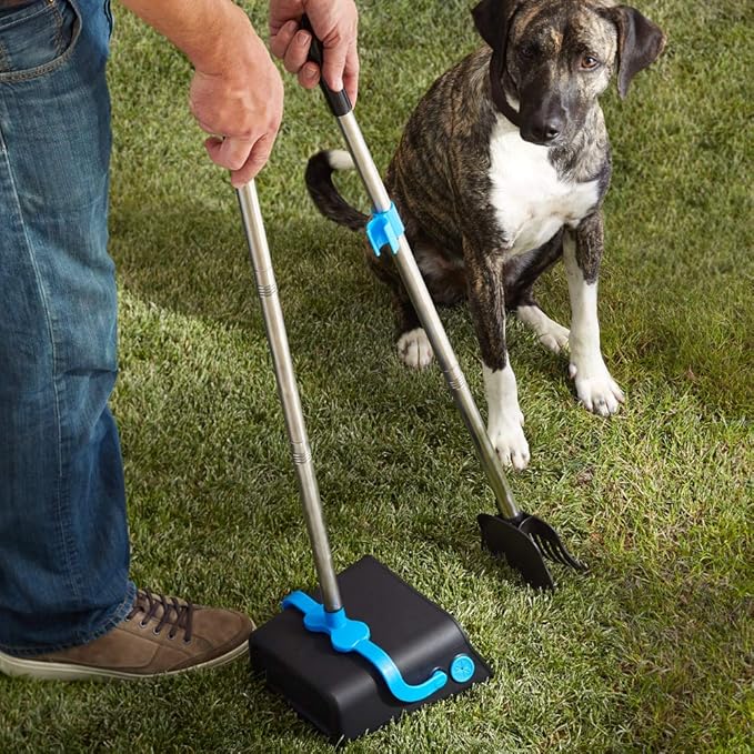 Two dogs playing in clean yard